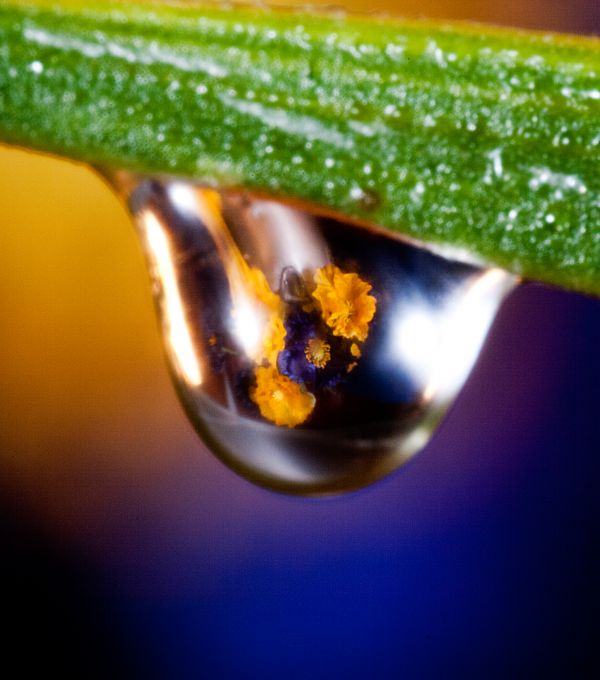 macro drop